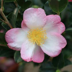 Camlia de Outono 'Versicolor'